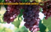 Türk üzümüne hastalık şoku
