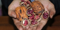 Türkiye'nin ilk renkli cevizi