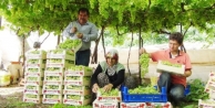 Türkiye'nin İlk Üzüm Hasadı Silifke'de Başladı...
