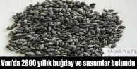 Van’da 2800 yıllık buğday ve susamlar bulundu