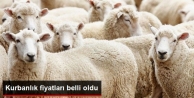 Vekaletle Kesilecek Kurbanlık Fiyatları Belli Oldu