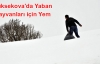Yaban hayvanlar için yem