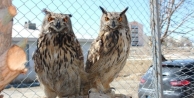 Yaban Hayvanları 'Lokman Hekime' Emanet