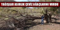 Yağışlar Asırlık Çeviz Ağaçlarını Vurdu