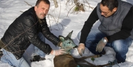 Yaralı karaca yavrusu tedavi edildi