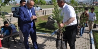 Yüksekova Belediyesi 13 Bin Fidan Dağıtacak