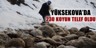 Yüksekova’da 230 Koyun Telef Oldu