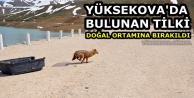 Yüksekova'da Bulunan Tilki Doğal Ortamına Bırakıldı