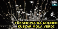 Yüksekova'da Göçmen Kuşlar Mola Verdi