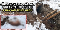 Yüksekova'da Kardan dolayı ahır çöktü, 4 hayvan telef oldu