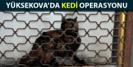 Yüksekova’da kedi operasyonu