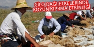 Yüksekova'da koyun kırpma şenliği