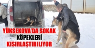 Yüksekova'da Sokak Köpekleri Kısırlaştırılıyor