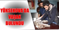 Yüksekova’da Vaşak Bulundu