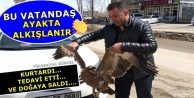 Yüksekova'da Yaralı Bulunan Bozkır Kartalı Tedavi...