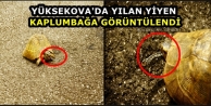 Yüksekova'da Yılan Yiyen Kaplumbağa Görüntülendi