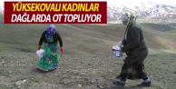 Yüksekovalı Kadınlar Dağlarda Ot Topluyor