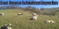 Ziraat, Orman ve Su Fakültesini Seçene Burs