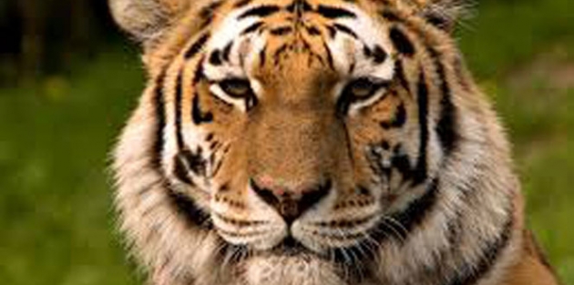 Tiflis'te hayvanat bahçesinden kaçan kaplan 1 kişiyi öldürdü