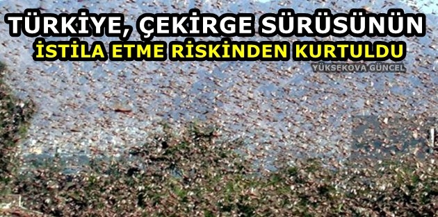 Türkiye, çekirge sürüsünün istila etme riskinden kurtuldu