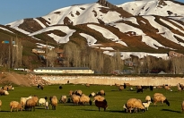 Yüksekova’da Karların Erimesiyle Koyunlar Meralara Çıkmaya Başladı