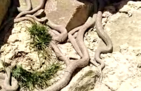 Yüksekova’da Ölümcül zehre sahip olan engerek yılanları sürü halinde güneşlenirken görüntülendi