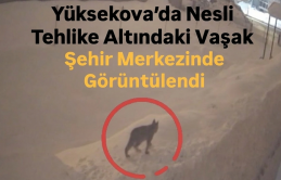 Yüksekova’da Nesli Tehlike Altındaki Vaşak Şehir Merkezinde Görüntülendi