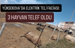 Yüksekova’da elektrik teli faciası: 3 hayvan telef oldu