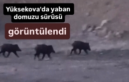 Yüksekova'da yaban domuzu sürüsü görüntülendi