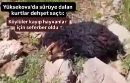 Yüksekova'da sürüye dalan kurtlar dehşet saçtı: Köylüler kayıp hayvanlar için seferber oldu