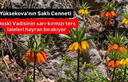 Yüksekova’nın Saklı Cenneti Doski Vadisinin Sarı-Kırmızı Ters Laleleri Hayran Bırakıyor