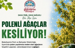 Yüksekova Belediyesi Polenli Ağaçlar İçin Kesim Çalışması Başlattı