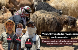 Yüksekova’da berivanların zorlu mesaisi: Kavurucu güneş altında süt sağma dönemi bir aydır sürüyor