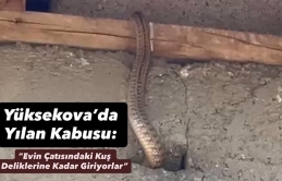 Yüksekova’da Yılan Kabusu: “Evin Çatısındaki Kuş Deliklerine Kadar Giriyorlar”