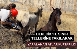 Derecik’te sınır tellerine takılarak yaralanan atlar kurtarıldı