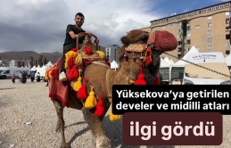 Yüksekova’ya getirilen Develer ve Midilli atları ilgi gördü