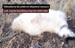 Yüksekova'da yıldırım düşmesi sonucu çok sayıda küçükbaş hayvan telef oldu