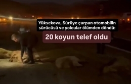 Yüksekova’da sürüye çarpan otomobilin sürücüsü ve yolcular ölümden döndü: 20 koyun telef oldu