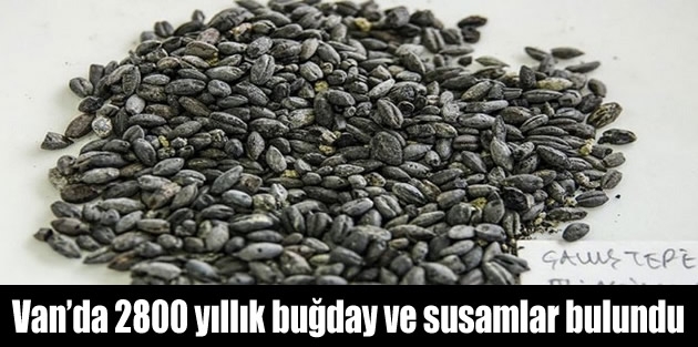 Van’da 2800 yıllık buğday ve susamlar bulundu
