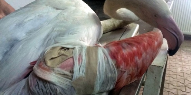 Yaralı Flamingo Tedavi Altına Alındı