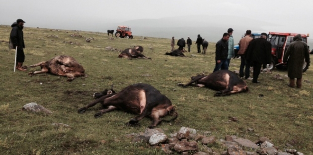 Yıldırım düşmesi sonucu hayvanlar telef oldu