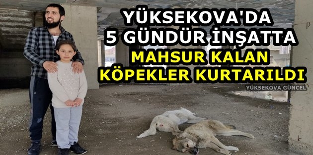 Yüksekova'da 5 Gündür İnşatta Mahsur Kalan Köpekler Kurtarıldı