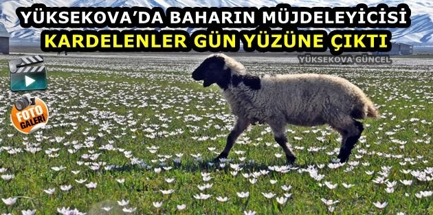 Yüksekova'da Baharın Müjdeleyicisi Kardelenler Gün Yüzüne Çıktı