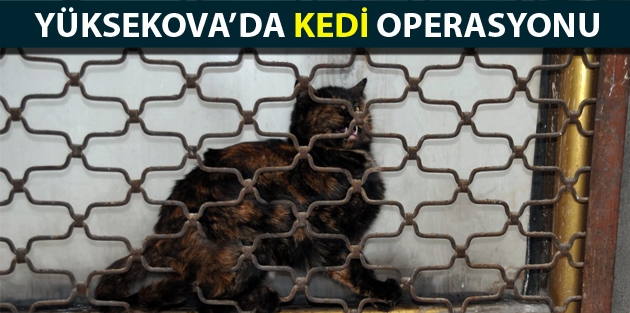 Yüksekova’da kedi operasyonu
