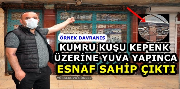 Yüksekova'da Kumru Kuşu Kepenk Üzerine Yuva Yapınca İlgi Odağı Oldu