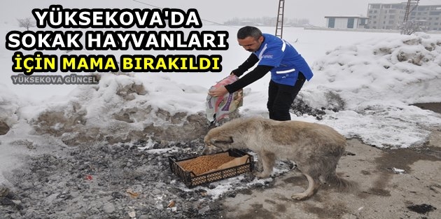 Yüksekova'da Sokak Hayvanları İçin Mama Bırakıldı