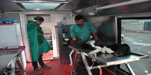 Yüksekova'da Sokak Köpekleri Kısırlaştırılıyor