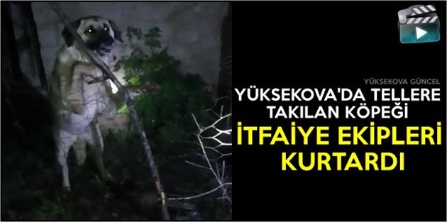 Yüksekova’da Tellere Takılan Köpeği İtfaiye Ekipleri Kurtardı