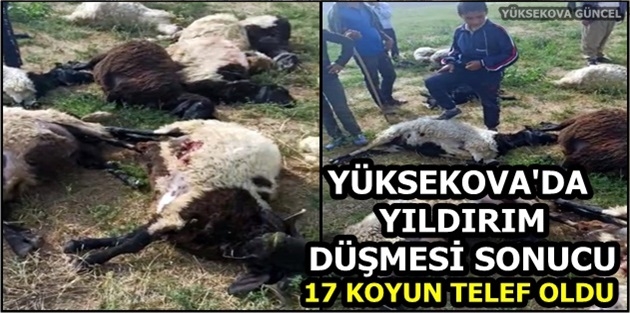 Yüksekova'da Yıldırım Düşmesi Sonucu 17 Koyun Telef Oldu