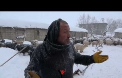 Yüksekova’da 14 koyun zehirlendi: Köylüler tedirgin
